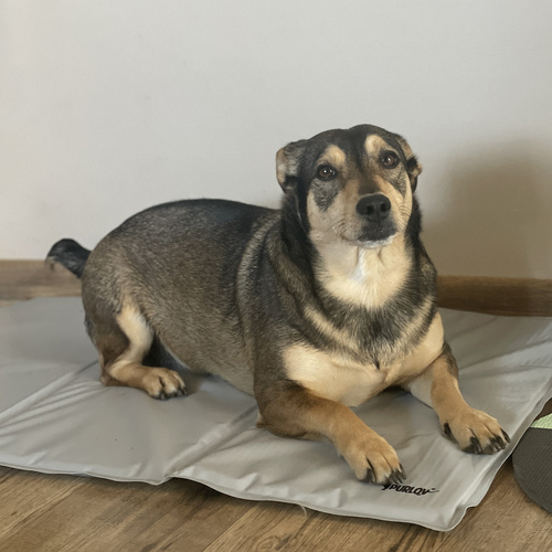 Mata chłodząca dla zwierząt 90x50cm Purlov 25531 10 926b7359e352f7f34a849fe3f55672cb