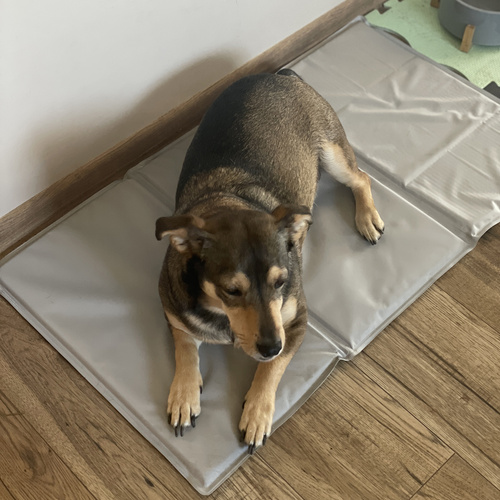 Mata chłodząca dla zwierząt 90x50cm Purlov 25531 11 2ffef3204507766d51e1245c244d1473