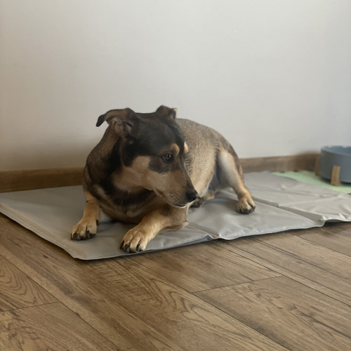 Mata chłodząca dla zwierząt 90x50cm Purlov 25531 12 8ba63bcda12f3d46b23ac34f36c97643